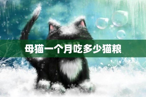 母貓一個月吃多少貓糧