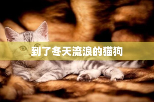 到了冬天流浪的貓狗