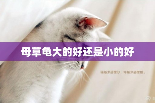 母草龜大的好還是小的好