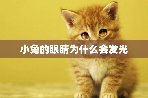 小兔的眼睛為什么會發光