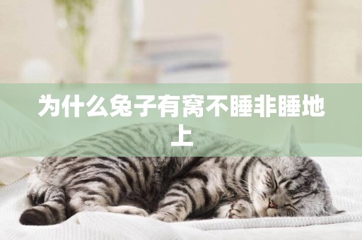 為什么兔子有窩不睡非睡地上