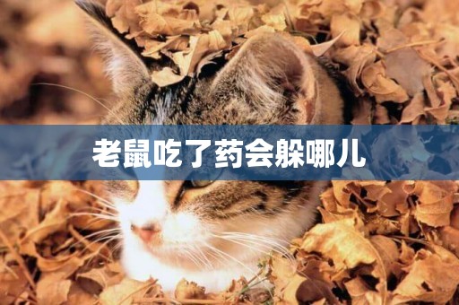老鼠吃了藥會躲哪兒