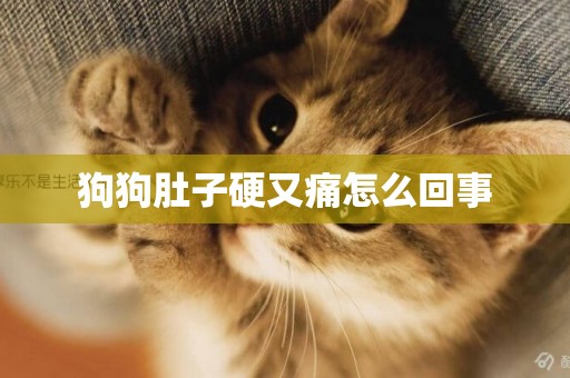 狗狗肚子硬又痛怎么回事