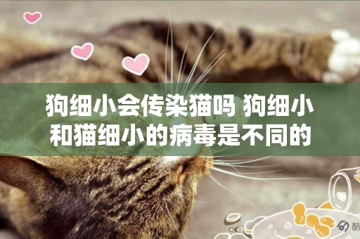 狗細小會傳染貓嗎 狗細小和貓細小的病毒是不同的
