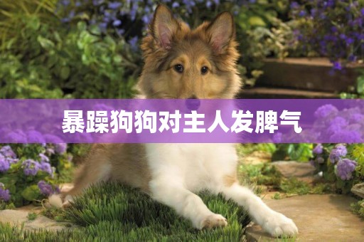 暴躁狗狗對主人發脾氣