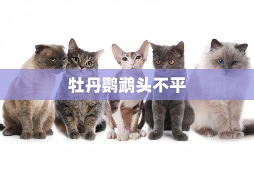牡丹鸚鵡頭不平