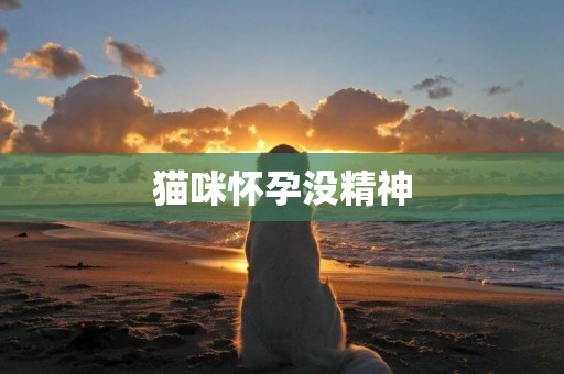 貓咪懷孕沒精神
