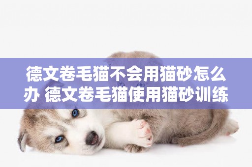 德文卷毛貓不會用貓砂怎么辦 德文卷毛貓使用貓砂訓練法