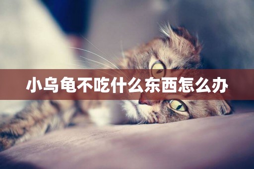 小烏龜不吃什么東西怎么辦