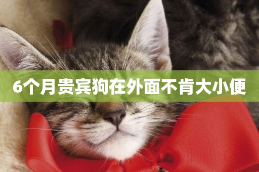 6個月貴賓狗在外面不肯大小便