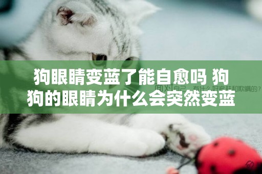 狗眼睛變藍了能自愈嗎 狗狗的眼睛為什么會突然變藍