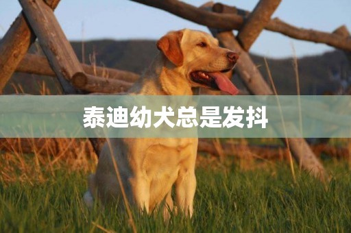 泰迪幼犬總是發抖