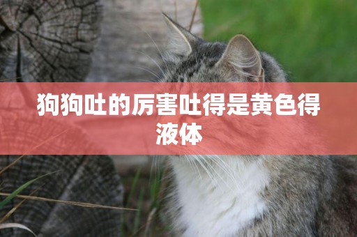 狗狗吐的厲害吐得是黃色得液體