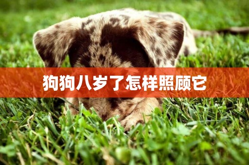 狗狗八歲了怎樣照顧它