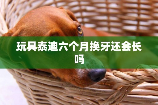 玩具泰迪六個月換牙還會長嗎