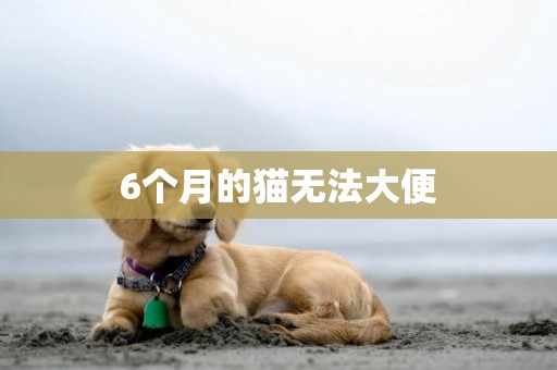 6個月的貓無法大便