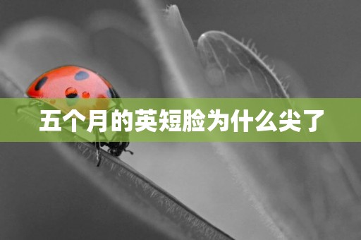 五個月的英短臉為什么尖了