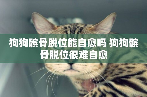 狗狗髕骨脫位能自愈嗎 狗狗髕骨脫位很難自愈