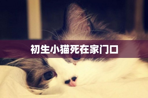 初生小貓死在家門口