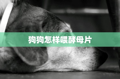 狗狗怎樣喂酵母片