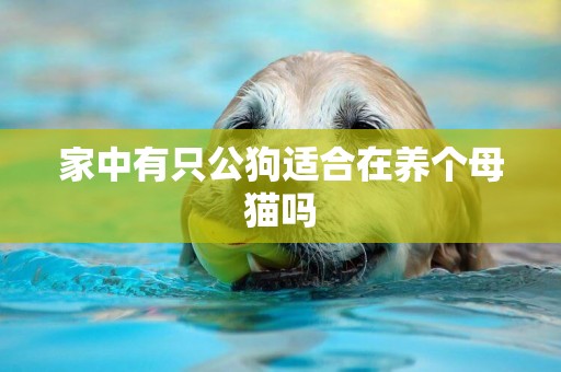 家中有只公狗適合在養個母貓嗎