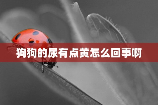 狗狗的尿有點黃怎么回事啊