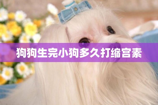狗狗生完小狗多久打縮宮素