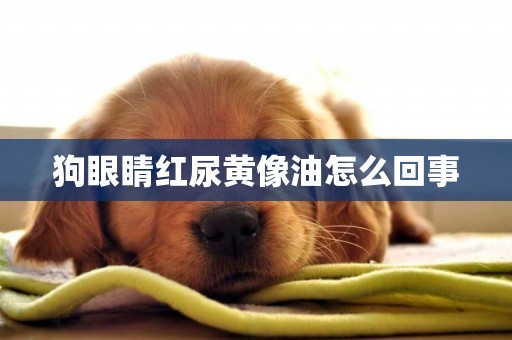 狗眼睛紅尿黃像油怎么回事