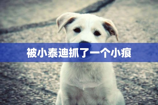 被小泰迪抓了一個小痕