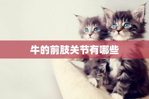 牛的前肢關節有哪些