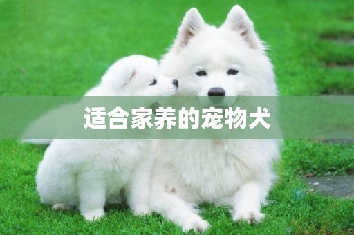 適合家養的寵物犬