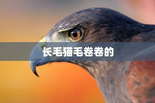 長毛貓毛卷卷的