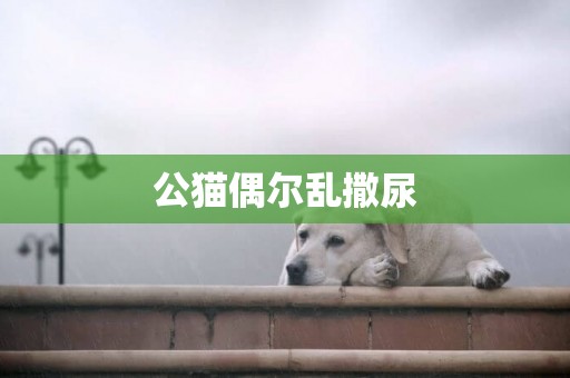 公貓偶爾亂撒尿