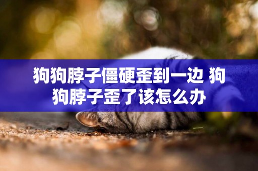 狗狗脖子僵硬歪到一邊 狗狗脖子歪了該怎么辦
