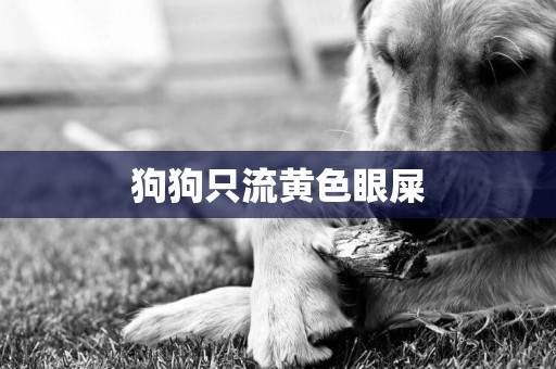 狗狗只流黃色眼屎