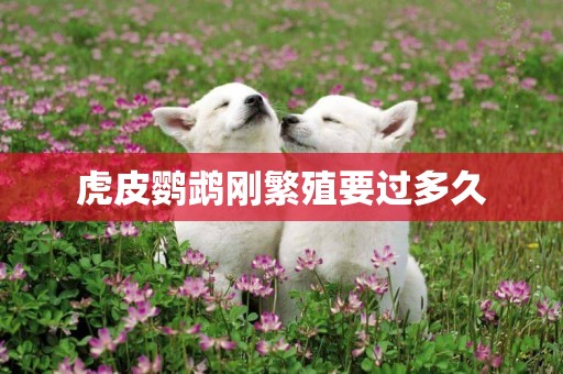 虎皮鸚鵡剛繁殖要過多久