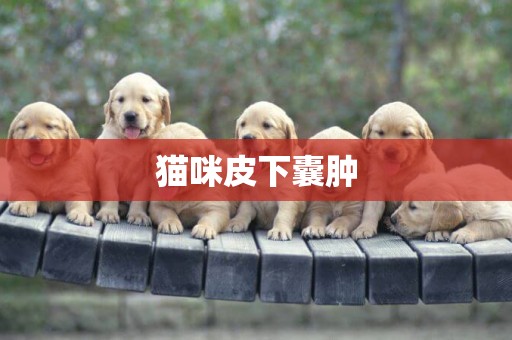 貓咪皮下囊腫