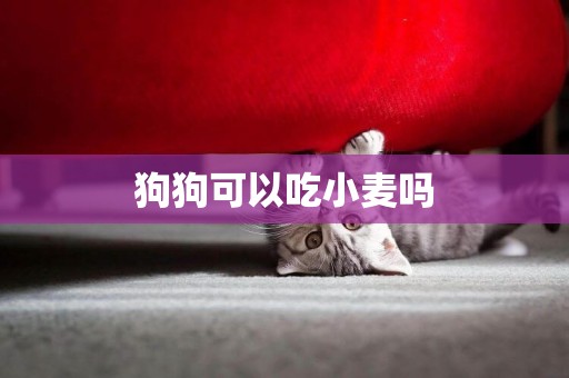 狗狗可以吃小麥嗎