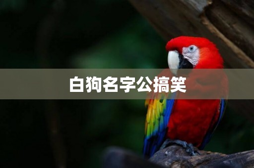 白狗名字公搞笑