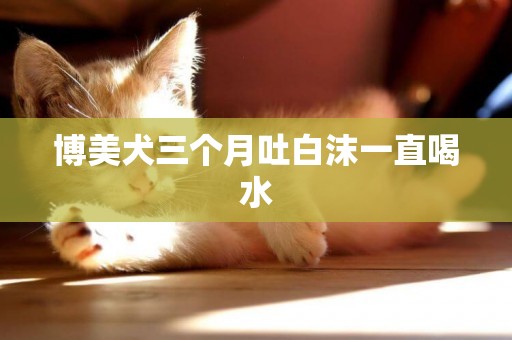 博美犬三個月吐白沫一直喝水