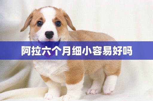 阿拉六個月細小容易好嗎