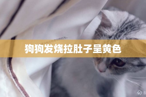 狗狗發燒拉肚子呈黃色