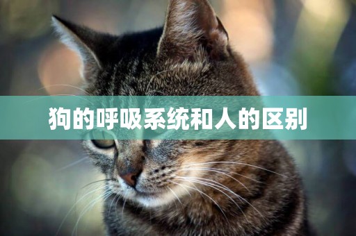 狗的呼吸系統和人的區別