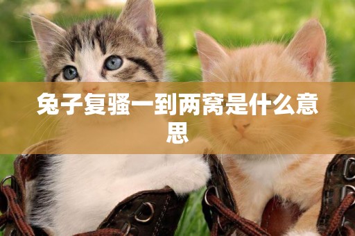 兔子復騷一到兩窩是什么意思