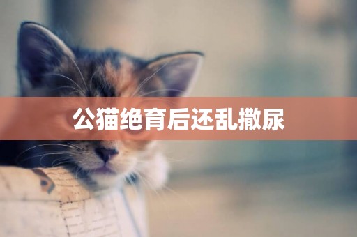 公貓絕育后還亂撒尿