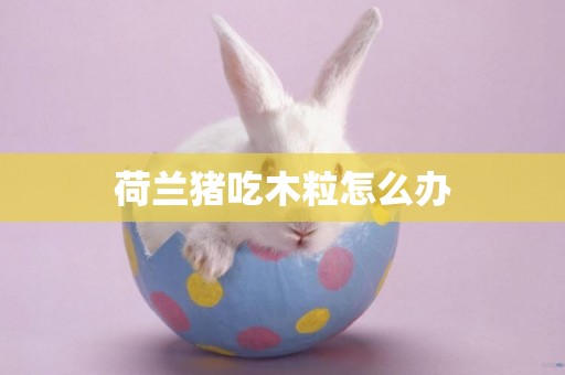 荷蘭豬吃木粒怎么辦