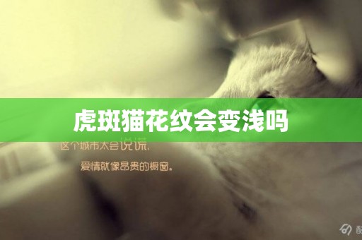 虎斑貓花紋會變淺嗎