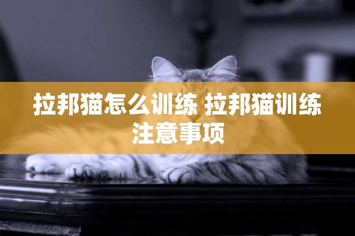 拉邦貓怎么訓練 拉邦貓訓練注意事項
