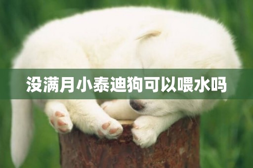 沒滿月小泰迪狗可以喂水嗎