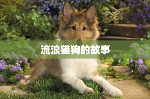 流浪貓狗的故事